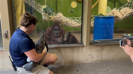 91K views · 162 reactions | Kansas City Zoo & Aquarium on Reels | Facebook