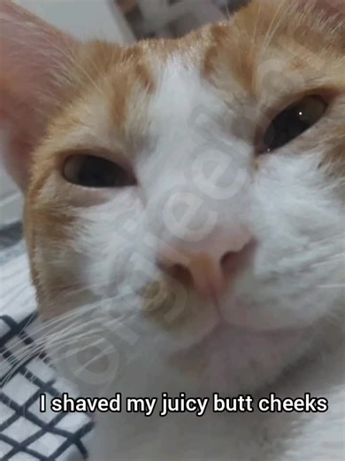 Why I Shaved for You: A Funny Cat Meme