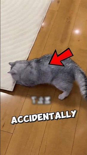 This Cat Helps His Owner Too Get RICH