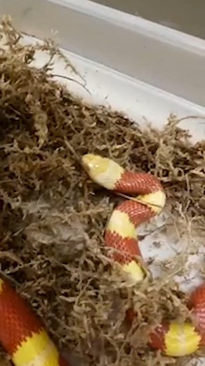 Caught Momma Snake Eating Her Eggs #reptiles #crazy #animals #donttrythisathome #reels | Brian Barczyk