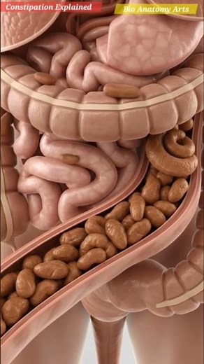 🚨 Your Gut Does THIS 24/7 Digestive System Secrets | Bio Anatomy Art | Gut Health