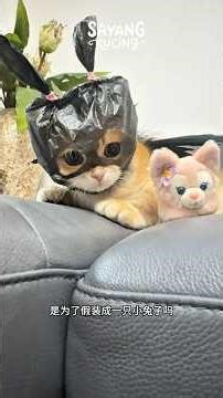 Catman Lepas Topeng #kucinglucu #kucing #cat #animals #anabul #pets