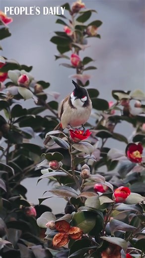 A chubby crested bulbul sits pretty atop a gorgeous red flower in Qingdao, east China's Shandong Province. #ChinaAlbum #birdwatching | People's Daily, China