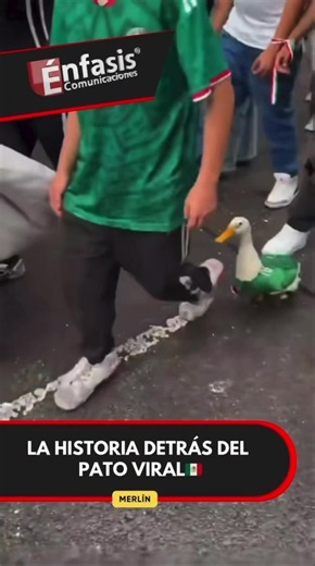 🦆🇲🇽 Entre los festejos por la victoria de México, un pato llamado Merlín se robó todas las miradas. Con su playera de la Selección, se volvió viral y conquistó las redes sociales. 😍⚽ ¿Ya lo habías visto? #Merlín #PatoViral #México #SelecciónMexicana #CDMX
