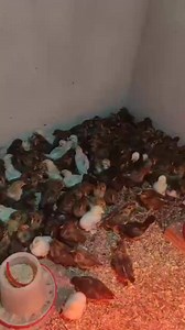 Aviculture on Reels
