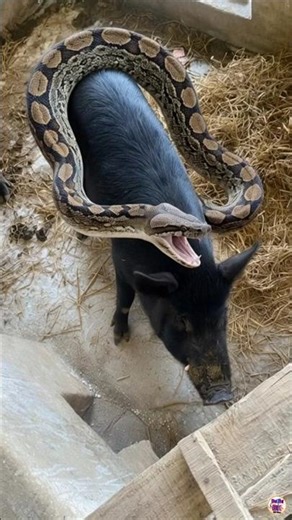 discovered a big python hunting a pig