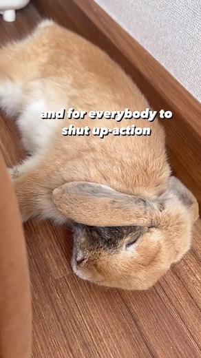 107K views · 2.7K reactions | These bunnies are taking their napping game to a whole new level!  _______________________________________  IG: Harmonybuns   Experience the joy of watching your bunnies unbox our monthly goodies!   Check out the Happy Bunny Club website today! | Happy Bunny Club | Facebook