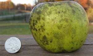 Newtown Pippin - Alchetron, The Free Social Encyclopedia