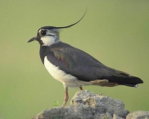Northern lapwing - Alchetron, The Free Social Encyclopedia