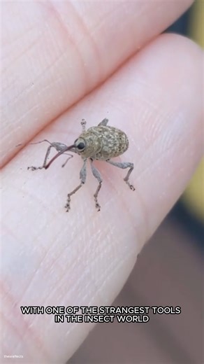 Acorn Weevil Explained: The Tiny Beetle With a Giant Nose That Drills Into Acorns | Animal World