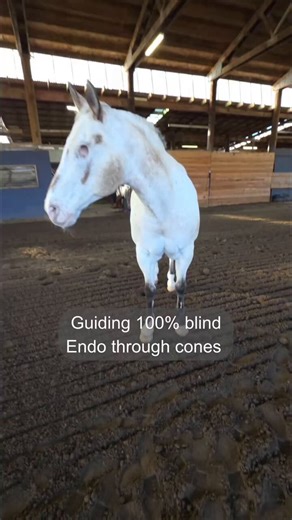 This horse is completely blind in both eyes (he lost his eyes due to Moon Blindness – severe recurrent uveitis, which required surgical removal of both eyes when he was around 12 years old). 💔In the video, you can see his owner Morgan guiding Endo through exercise using voice commands. Endo moves, turns, and walks following the instructions even though he cannot see anything. This is a testament to the deep bond and absolute trust between them ✨📹endotheblind.morgan