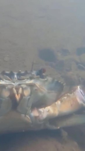 Uncle Bee Recipe on Reels