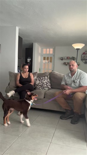 Una corrección a tiempo a tu perro, nos puede salvar de muchos dolores de cabeza a largo plazo. #dog #perro #puertorico #puertorico🇵🇷 #perro