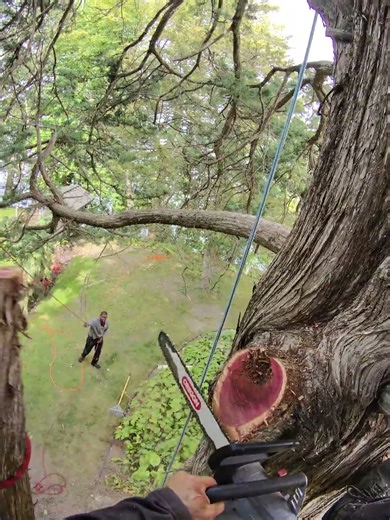 HUGE CEDAR TREE #chainsaw #climb #tree #life #diy #rope #safe #large #branch #over #home #how #movie