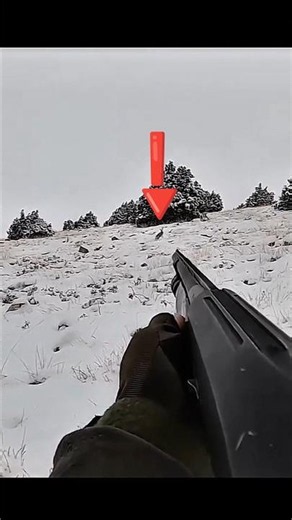 Охота на зайца в дикой природе России | Настоящие эмоции и охотничий азарт #hunting #chass
