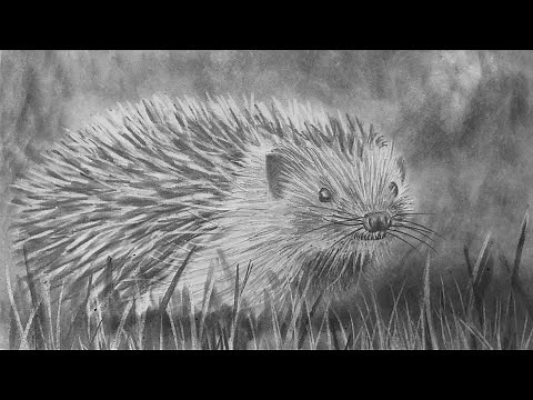 Hyper Realistic Sketch - Hedgehog - Real Time Drawing Classes