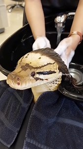 สวยสยบ สะกดทุกสายตา วันนี้มาทำสวยครับ 🐍✨ ​Stunning and mesmerizing! A little glam day for my queen. ​#งูสวยงาม #ทำผม #SnakeLover #HairSalon #PetCare #FancySnake #Python #ViralVideo #Thailand | Tom Nuttapong