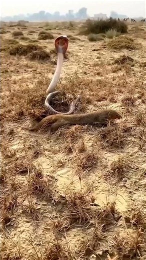 Cobra vs Mongoose Fight Part 10: Science Explained