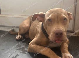 8 Month Old Pup For Sale - £600