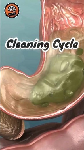 Why Does Your Stomach GROWL When You're Hungry