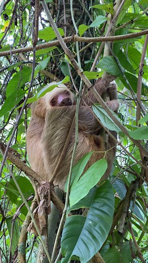 7.1K views · 353 reactions | It's #Slothurday ! Relax, enjoy the jungle sounds, and take it easy! Credit @gentcity #Relax #Weekend | The Sloth Conservation Foundation | Facebook