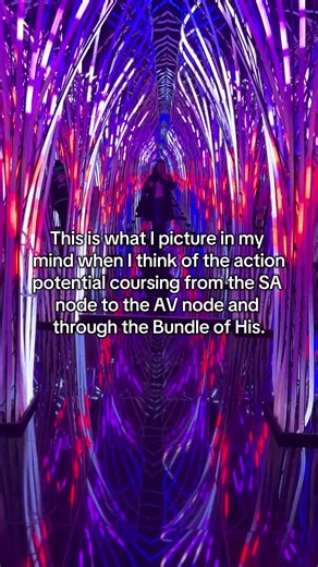 Understanding Cardiac Action Potentials in Veterinary Medicine