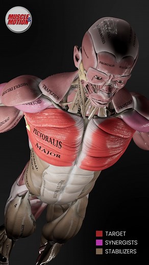 Muscle & Motion | Push-Ups Like You've Never Seen Before! 🔥 Our cutting-edge animation brings the push-up to life, revealing how each muscle works together... | Instagram