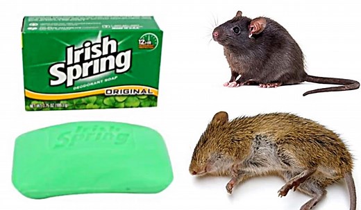 How To Get Rid of Mice and Rats With Irish Spring