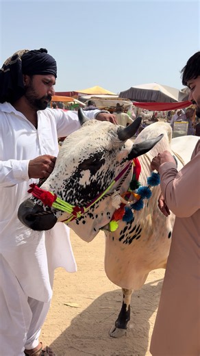 Sacrifice Animal Health Check: Qurbani