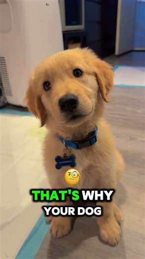 “The Sound That Every Dogs Hates 🐶😳”