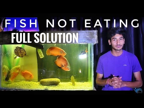 What to do if aquarium fish not eating food (New/Old fish not eating )Fish Food strike FULL SOLUTION