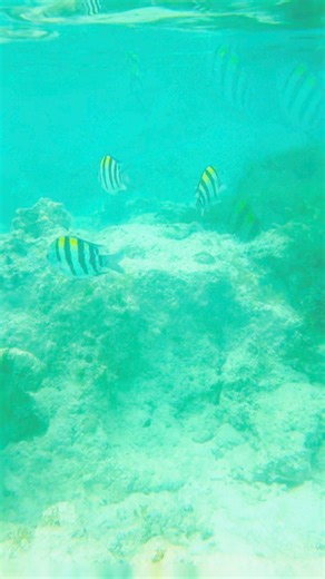 6.1K views · 79 reactions | I swear this camera is not doing justice to the beauty of finding Nemo & friends under the sea   #MadamSpeaker #CEOOfSelfLove #TravelWithMadamSpeaker #LifeWithMadamSpeaker | Madam Speaker | Facebook