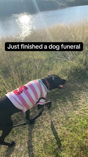 I just finished conducting a virtual funeral for a dog and I'm honestly still emotional. We watched a slideshow of his life, lit candles together, and the family shared stories about how Charlie the golden retriever used to greet everyone at the door, steal socks and slobber extensively on car rides. Pets are NOT just pets. They're family. #lossofadog #dogloss #doglossgrief #petloss #petlosssupport