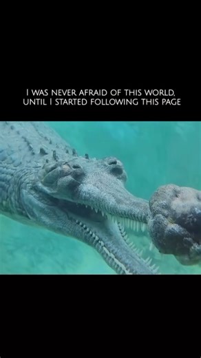 WildBlueEarth on Instagram: "A gharial crocodile often camouflages itself as a floating log, using its long, slender snout and dark, textured body to blend seamlessly with river debris. This natural disguise helps it stay hidden from prey such as fish and birds, allowing it to remain nearly motionless on the water’s surface. Its camouflage also protects it from potential threats by making it difficult to spot in its murky river habitat. (Credit: Unknown // Please DM for credit) . . . #crocodile 