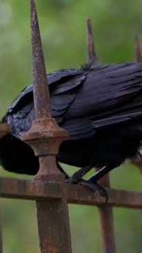 This Bird Can Plan Revenge — The Dark Secrets of Ravens” #wildlife #whiteravens