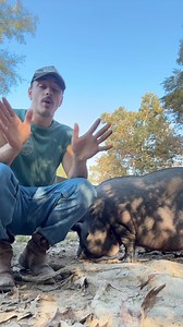 Why you might NOT want a “teacup” pig | Goat Daddy's Farm