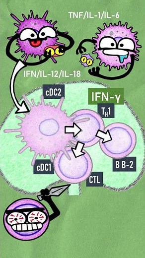 Respuesta con TH1 | En un minuto