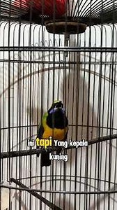 The best master bird for magpie robins