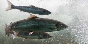 You'll be able to see salmon swimming around Pier 70 this month | News