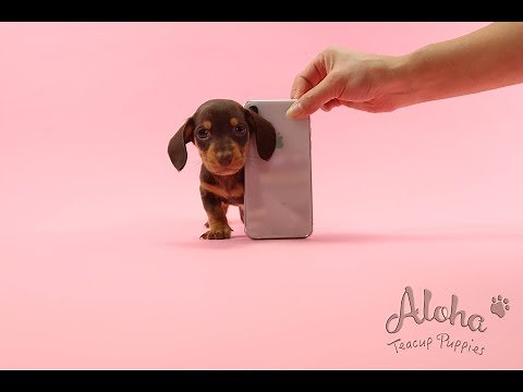 Teacup Mini Dachshund Puppies For Sale "Rudolph" - Aloha teacup puppies