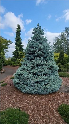 Monty® Blue Spruce #gardening #conifers #bluespruce