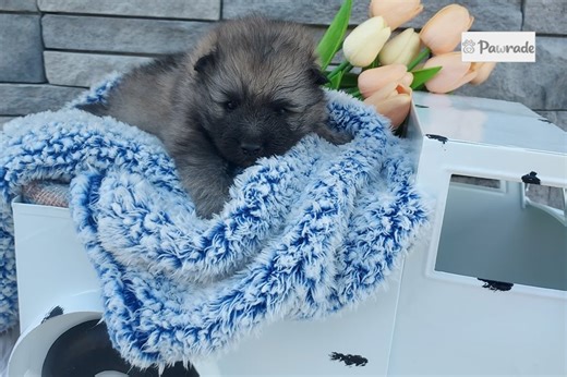 Karter - Keeshond Puppy 9932A3