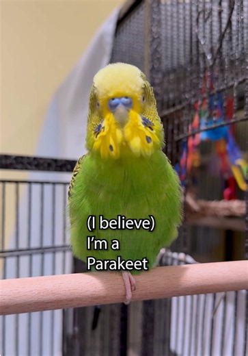 I Believe I’m a Parakeet! - Boba the Budgie - Talking Parakeet #talkingbudgie #parakeets #budgie #talkingparakeet #budgielove