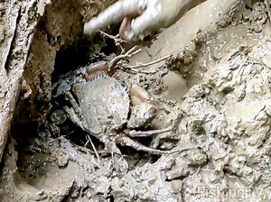 Big CRAB in HIDDEN HOLE , Super Catching !! | Fishing TV