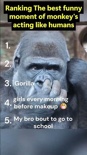 Ranking the best funny moment of monkeys acting like humans