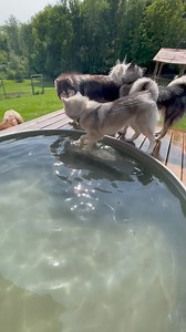Perfect day for a swim | Jasper Blues Siberians