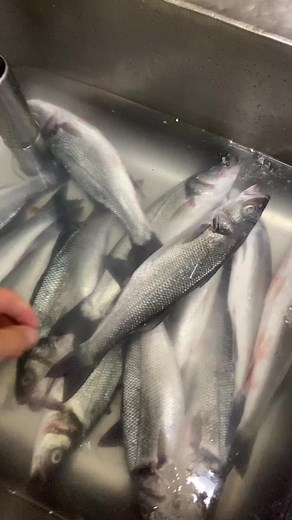 #chef #fishing #cooking_nature #fish #cheflife