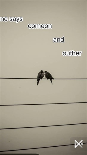 two birds on a wire #song please don't laugh I am still learning editing