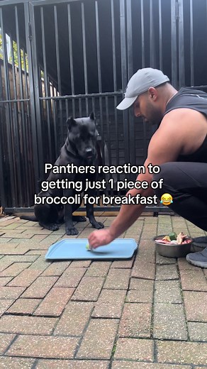 Panthers reaction to getting 1 piece of broccoli | panther