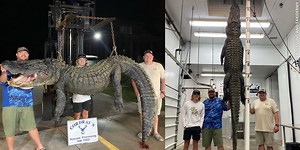 Crew catches 13-foot, 625-pound gator in SC lake